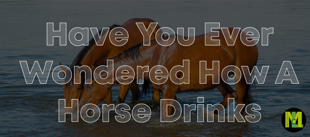 Have You Ever Wondered How A Horse Drinks 01 01