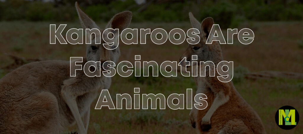 Kangaroos Are Fascinating Animals 01